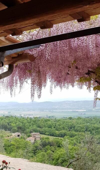 Vesper - Casale Con Piscina - Ad Galli Cantum Città della Pieve Εξωτερικό φωτογραφία